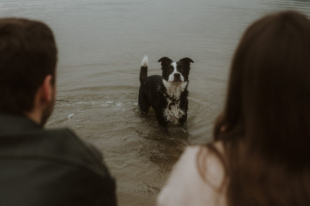 seance photo grossesse avec son chien